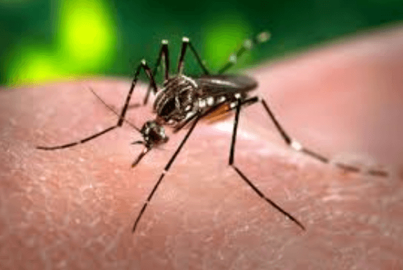 Secretaria da saúde de Campo Mourão realiza levantamento de infestação do mosquito da dengue