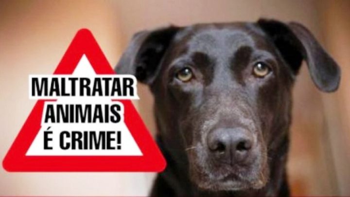 Maus tratos aos animais? Denuncie na Ouvidoria do Município de Campo Mourão