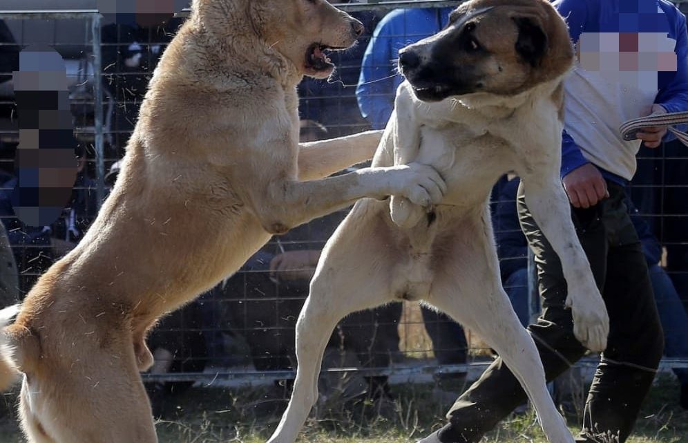 Polícia do Paraná prende 40 pessoas em rinha internacional de cães