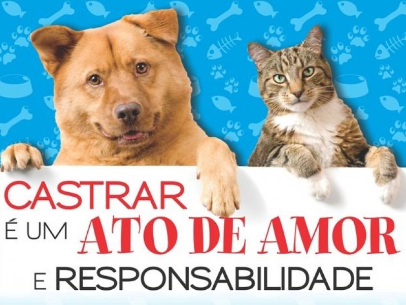 Campo Mourão tem um programa de castração de cães e gatos para família de baixa renda