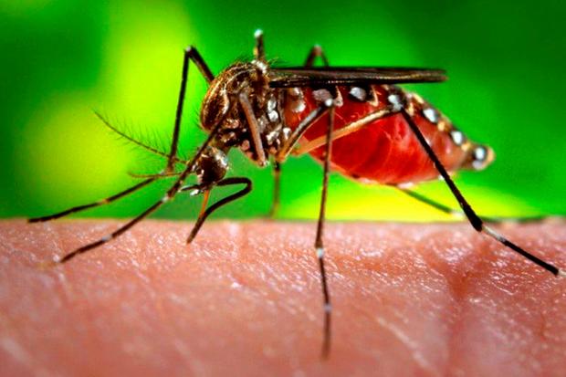 Lira aponta alto índice de infestação do mosquito Aedes Aegypti em Campo Mourão