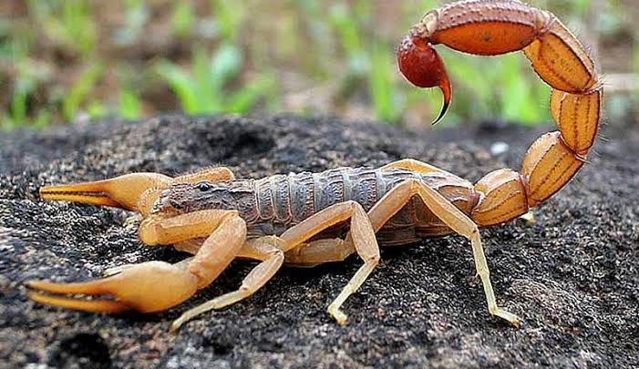 Período de calor requer atenção da população quanto animais peçonhentos