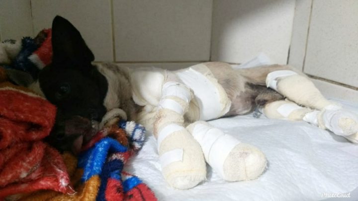 Associação dos Protetores de Animais Independentes cuida de cachorro arrastado pelo dono