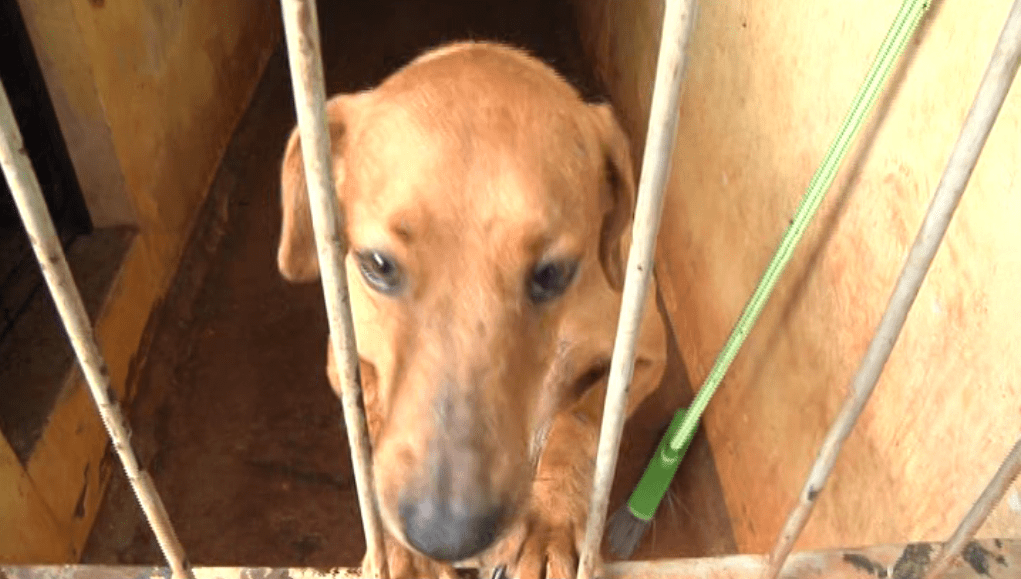 Campo Mourão terá programa de castração de cães e gatos gratuito
