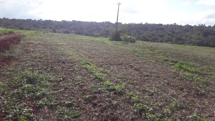 Prefeitura de Campo Mourão vai realizar leilão de três lotes no início do mês de maio