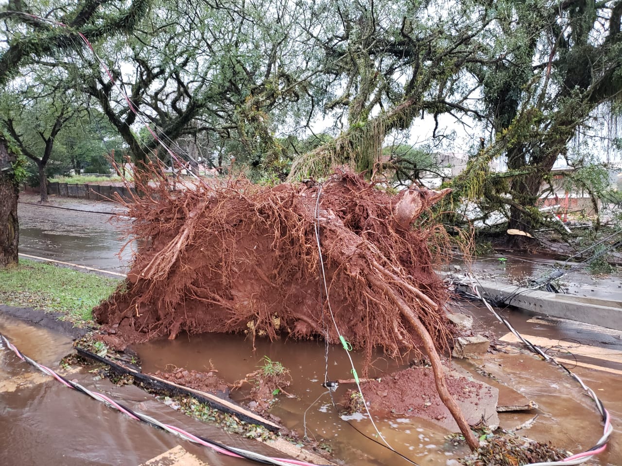 Chuva com ventos fortes derrubam árvores e postes em Campo Mourão