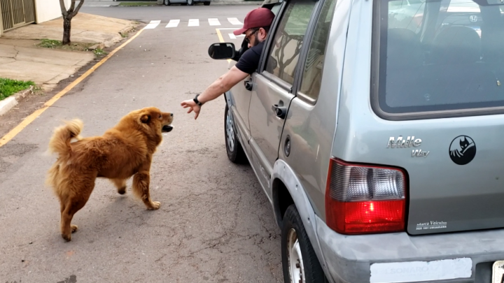 Cachorro bolota é mascote da delegacia de Campo Mourão