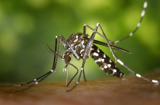 Campo Mourão confirma primeiro caso de dengue de 2021