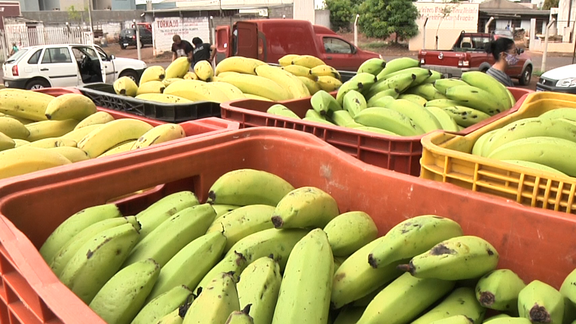 Agricultura familiar produzindo alimento para as escolas