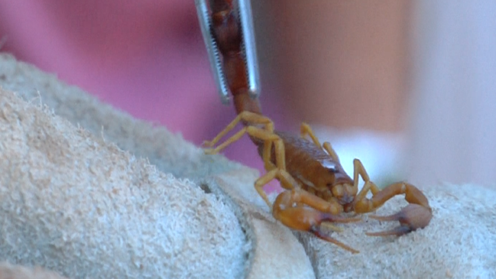 Aparecimento de escorpiões preocupa equipe da vigilância sanitária