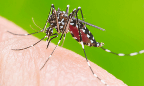 Infestação do mosquito Aedes Aegypti está em 2.06% em Campo Mourão