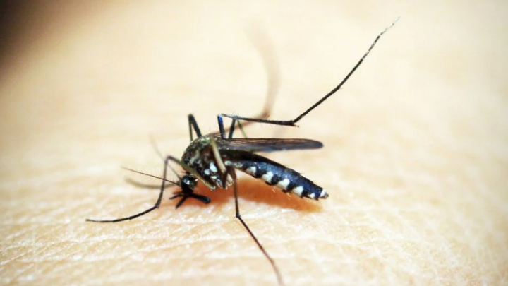 Campo mourão confirma 1º caso de dengue neste ciclo