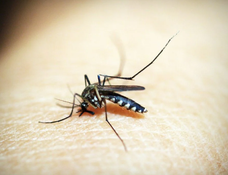 Aumenta o número de casos de dengue em Campo Mourão