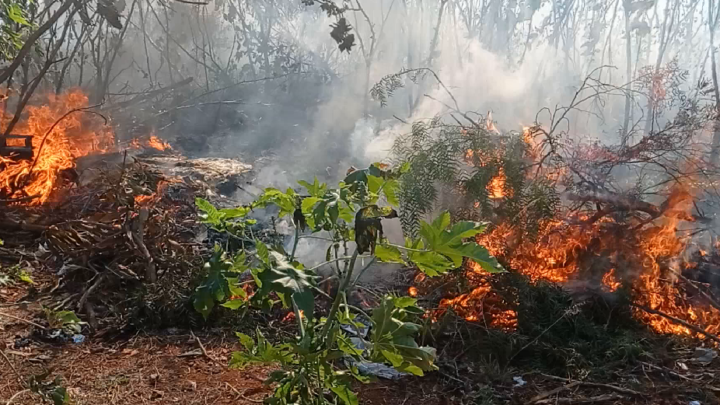 Pipa enrosca em fiação elétrica e provoca incêndio em vegetação