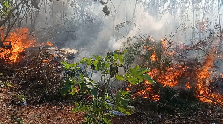 Pipa enrosca em fiação elétrica e provoca incêndio em vegetação