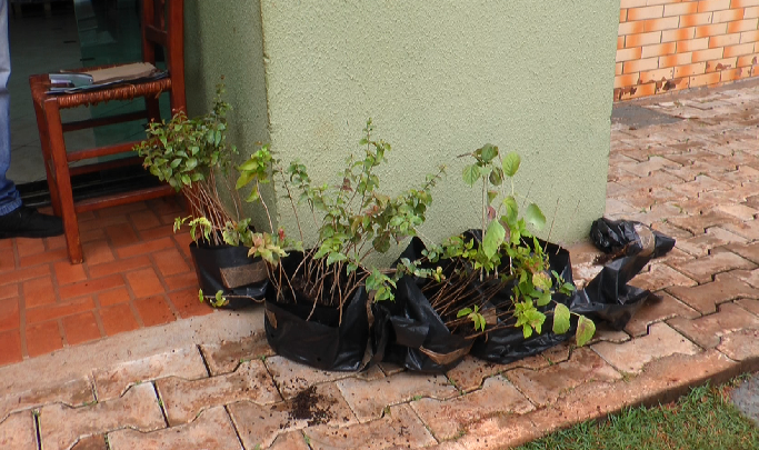 IAT faz doações de mudas de árvores na campanha Floresce Paraná