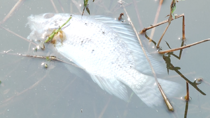 Peixes são encontrados mortos na Usina Mourão