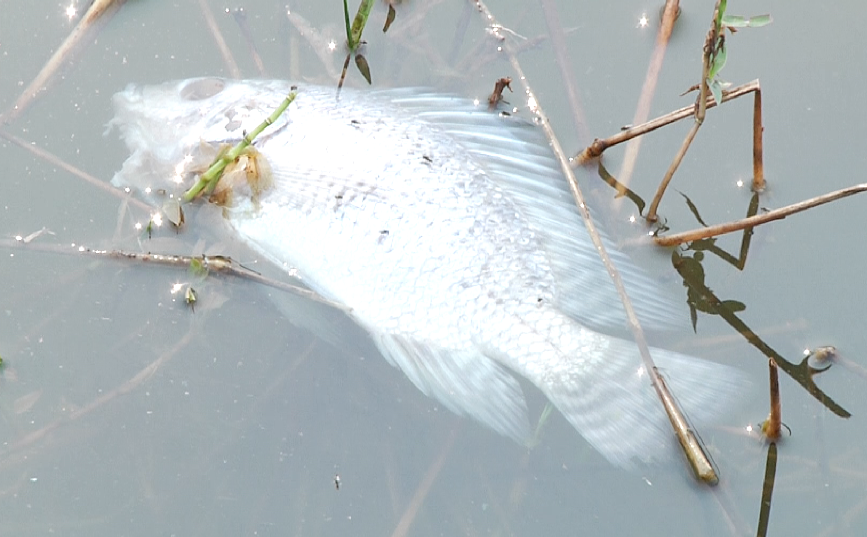 Peixes são encontrados mortos na Usina Mourão