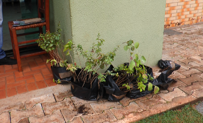 IAT faz doações de mudas de árvores na campanha Floresce Paraná