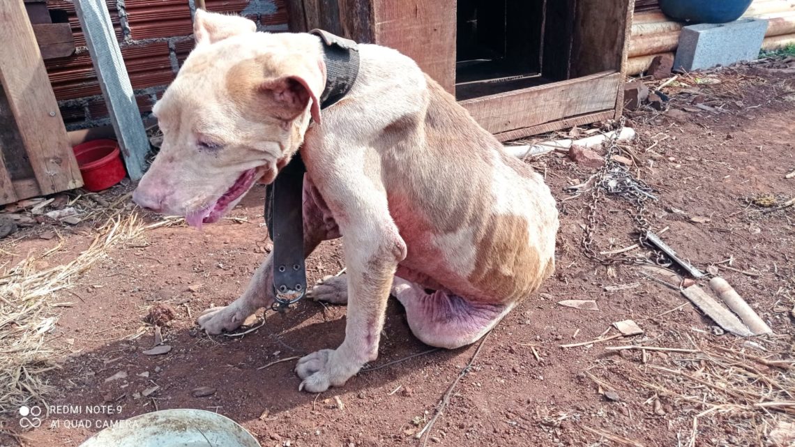 Homem é preso em flagrante por maus tratos a cachorro em Peabiru