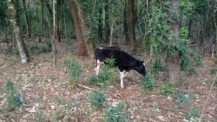 Homem é autuado por dano em vegetação nativa em Campo Mourão