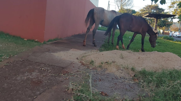 Dezenas de denuncias chegam diariamente na ouvidoria sobre animais soltos nas ruas