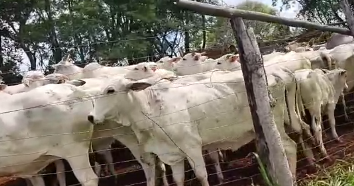 Cabeças de gado furtadas são recuperadas pela Patrulha Rural da PM