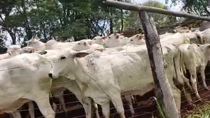 Cabeças de gado furtadas são recuperadas pela Patrulha Rural da PM