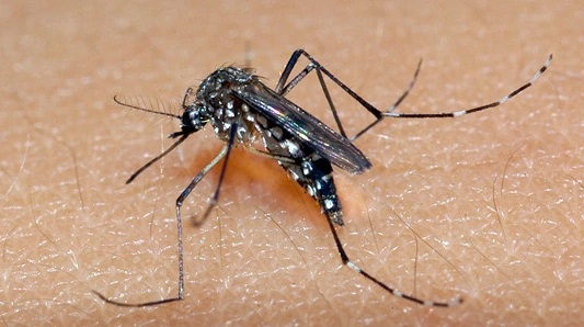 Comcam tem cerca de 2 mil confirmações de Dengue