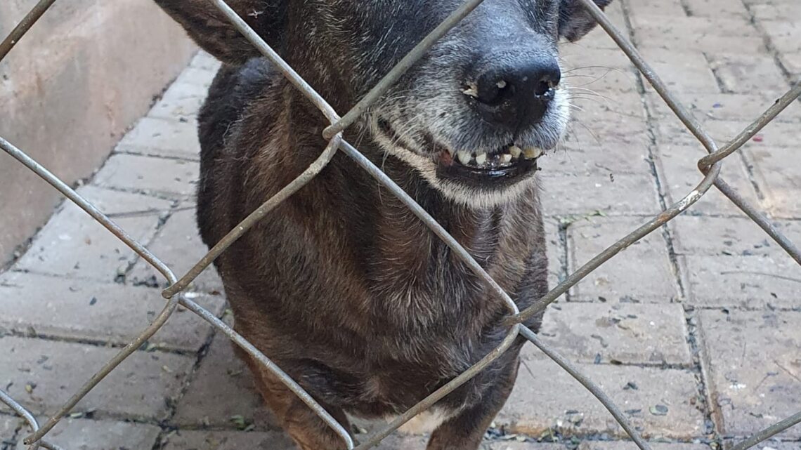 Feira de adoção de animais na praça neste domingo