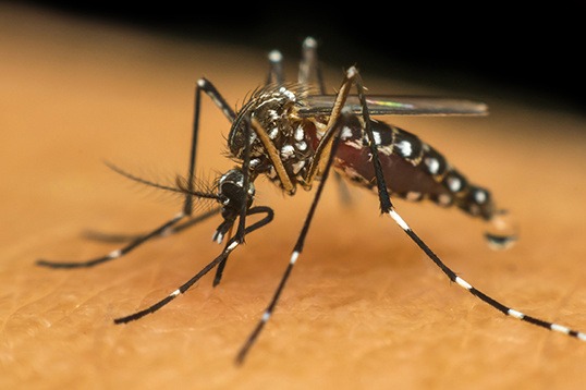 Número de casos de Dengue continua alto em Campo Mourão