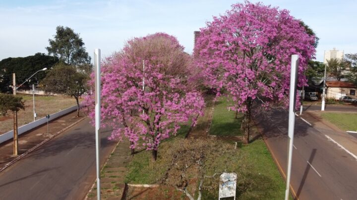 Ipês garantem espetáculo na cidade com vários tons de rosa