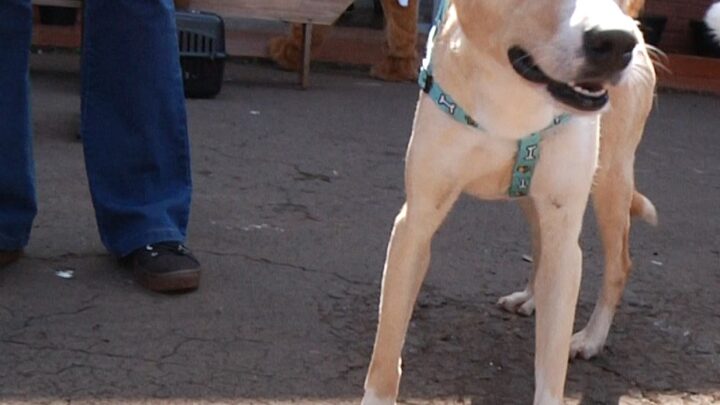 217 animais são castrados na Secretaria de Meio Ambiente