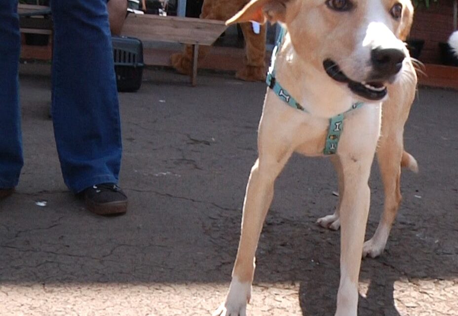 217 animais são castrados na Secretaria de Meio Ambiente