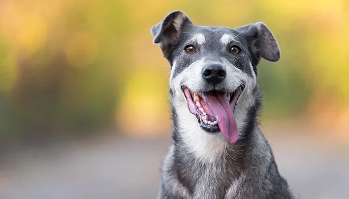 Inscrições para castração de animais serão no sábado