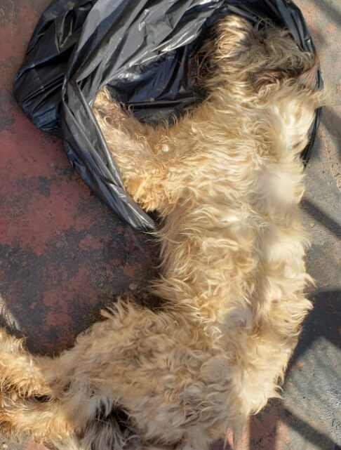 Cachorro morre após ser amarrado em carrinho de recicláveis