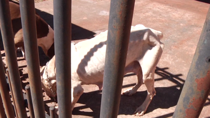 PM E SEMA e PAIS vão averiguar denúncia de maus trato a animais