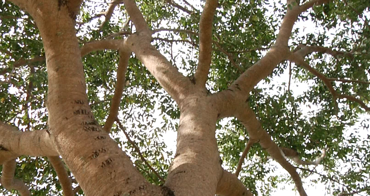 Dia da árvore: Professor fala da importância de preservar o meio ambiente