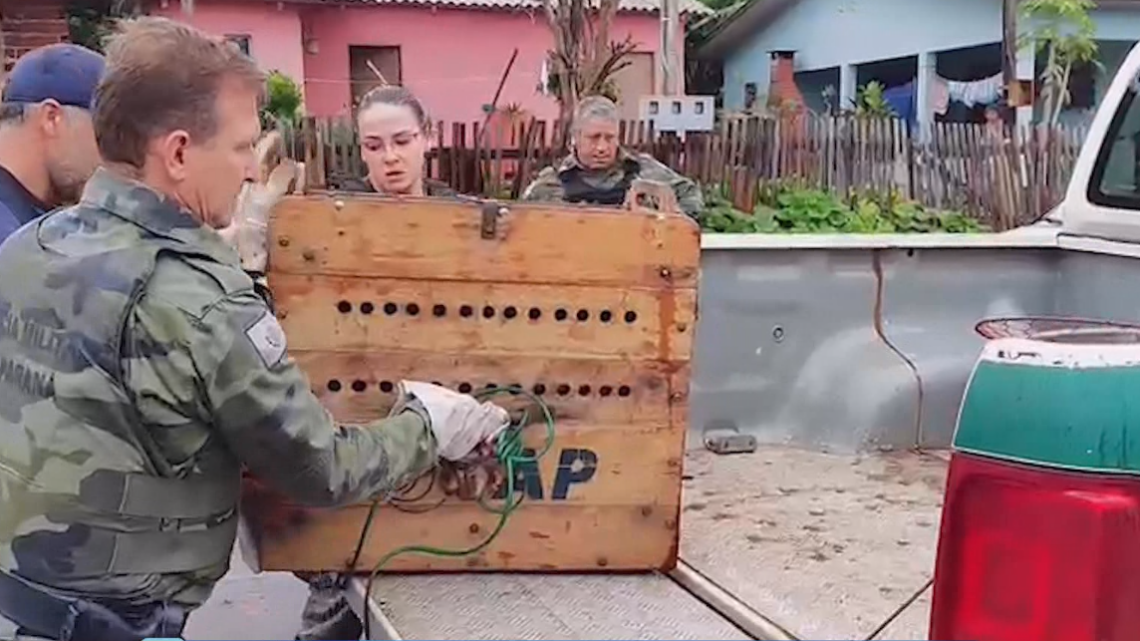 Polícia ambiental resgata Jaguatirica de quintal em residência de Luiziana