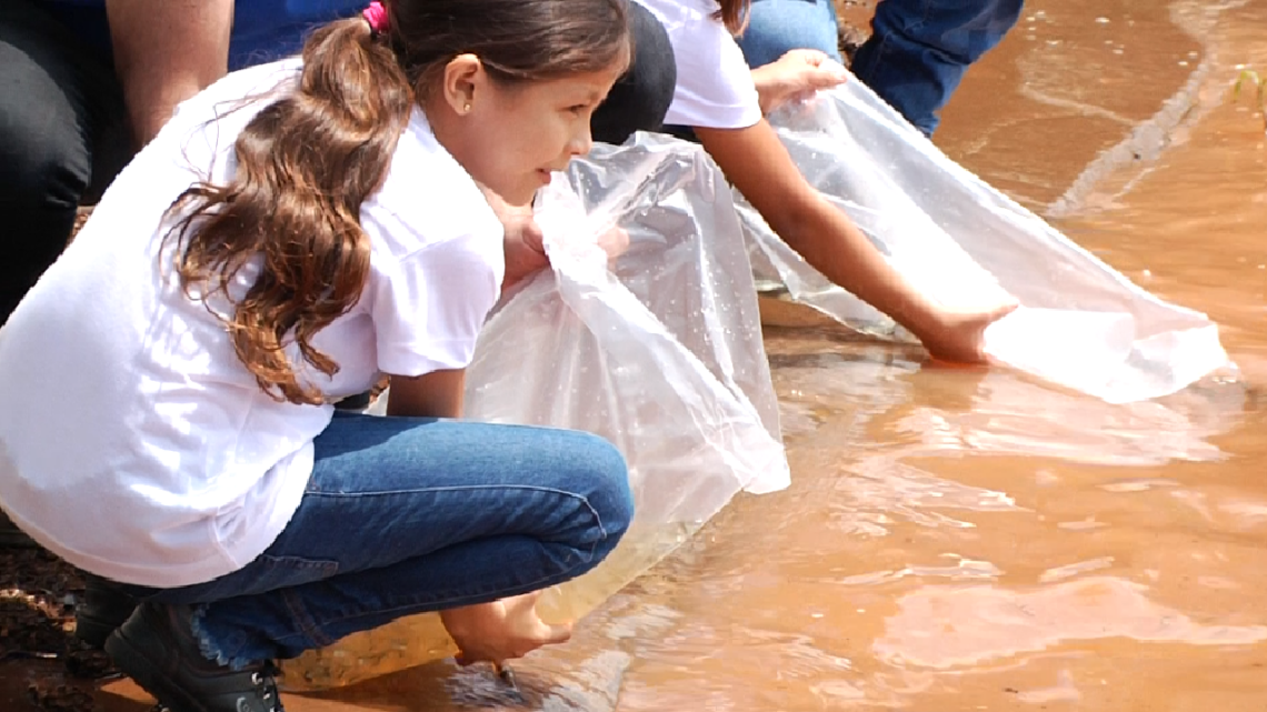 CERCA DE 50 MIL PEIXES FORAM SOLTOS NO LAGO DA USINA MOURÃO