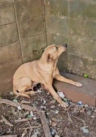 GALOS, GALINHAS E CACHORRA SÃO ENCONTRADOS EM SITUAÇÃO DE MAUS TRATOS EM CM