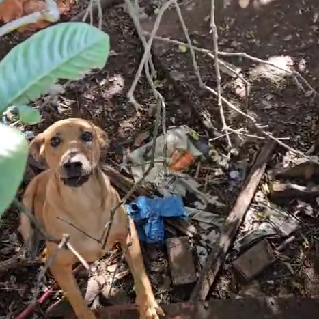 HOMEM É ACUSADO DE MAUS TRATOS AOS ANIMAIS