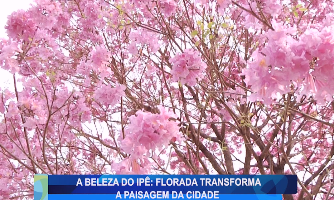 A BELEZA DO IPÊ: FLORADA TRANSFROMA A PAISAGEM DA CIDADE