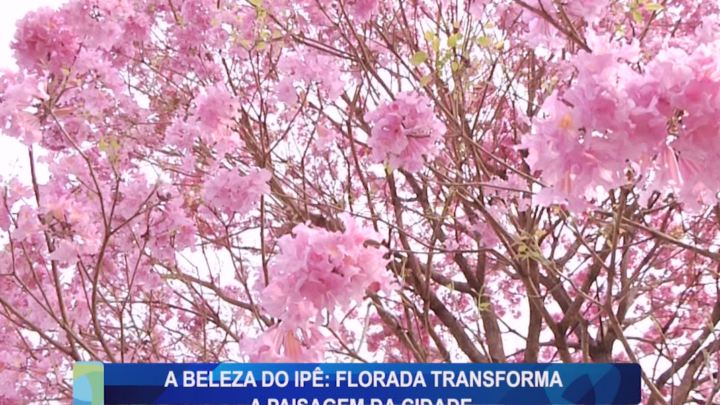 A BELEZA DO IPÊ: FLORADA TRANSFROMA A PAISAGEM DA CIDADE