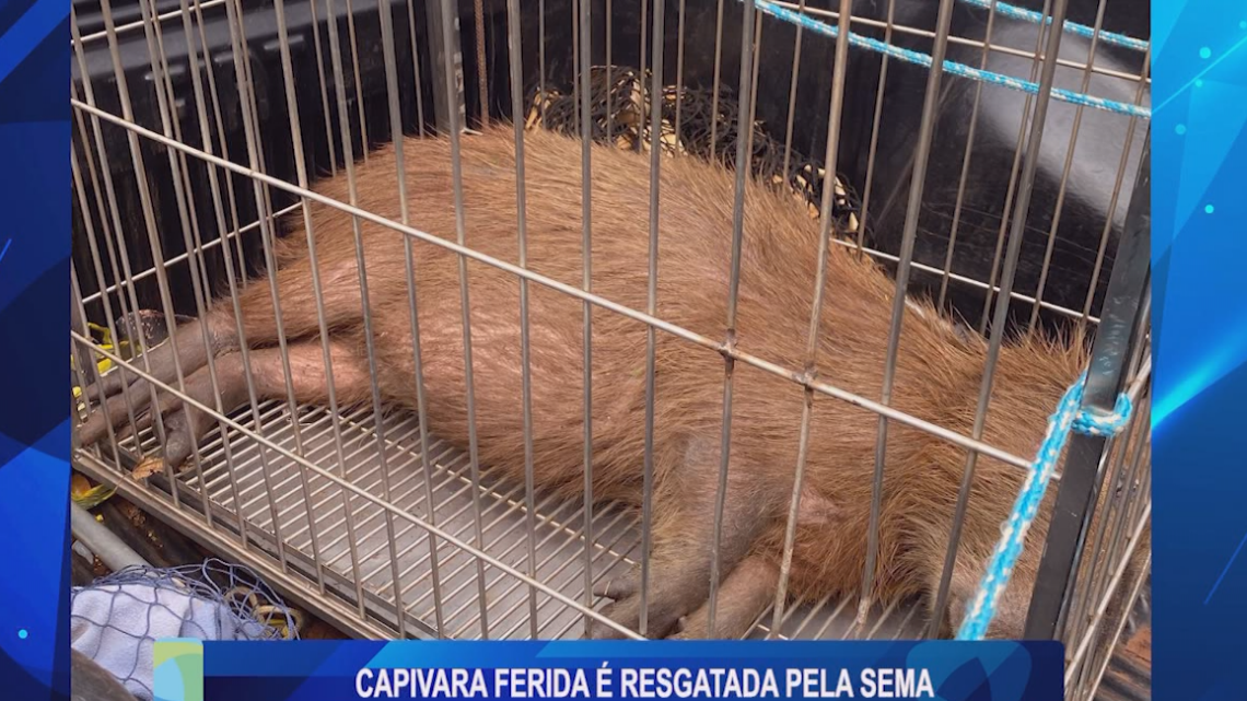 CAPIVARA FERIDA É RESGATADA PELA SEMA