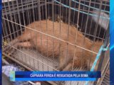 CAPIVARA FERIDA É RESGATADA PELA SEMA