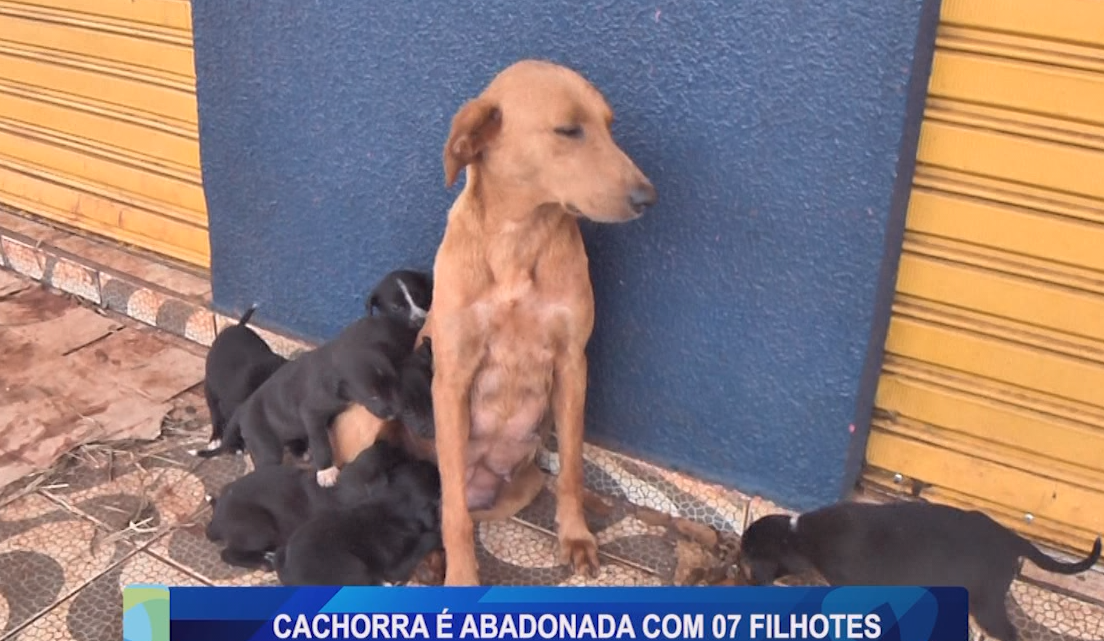 CACHORRA É ABANDONADA COM 07 FILHOTES