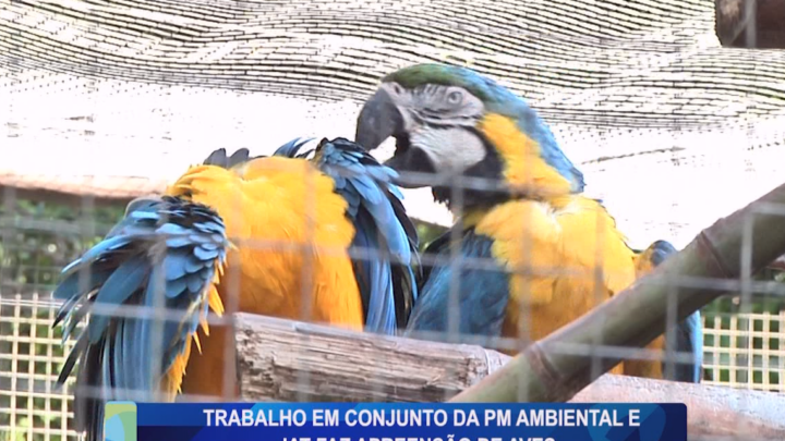 TRABALHO EM CONJUNTO DA PM AMBIENTAL E IAT FAZ APREENSÃO DE AVES