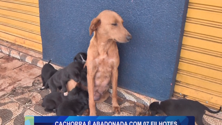 CACHORRA É ABANDONADA COM 07 FILHOTES