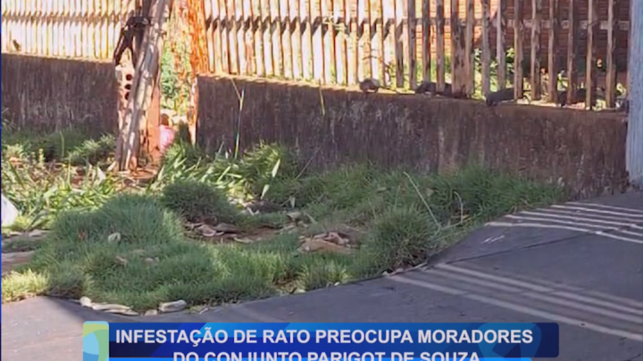 INFESTAÇÃO DE RATO PREOCUPA MORADORES DO CONJUNTO PARIGOT DE SOUZA